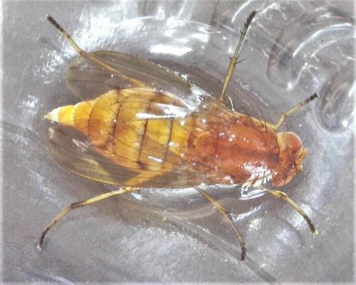 Réf. 280 050 : Suillia affinis